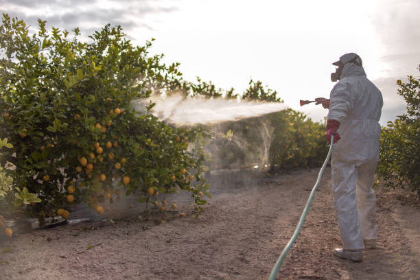 Best Wasp Removal Services  in Placentia, CA